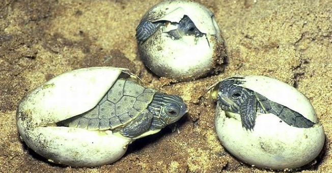 Northern Map Turtle hatchlings emerging from the egg - Image by James Harding.