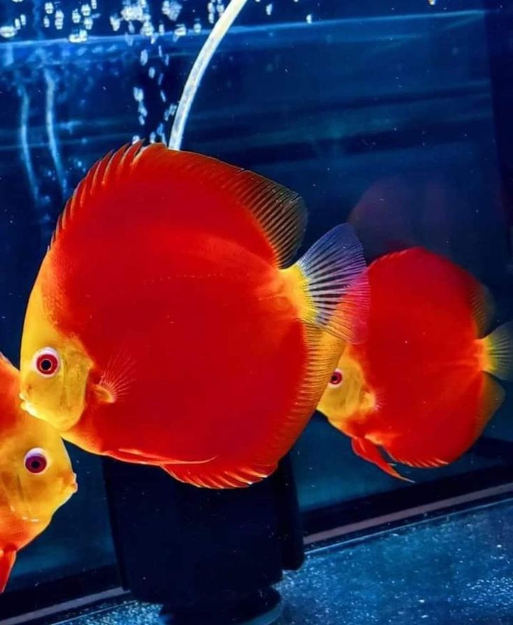 Pictured, A group of Red Melon Discus in a home tank