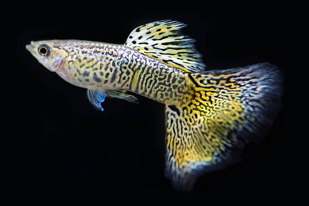 Snakeskin Guppy: A Comprehensive Care Guide