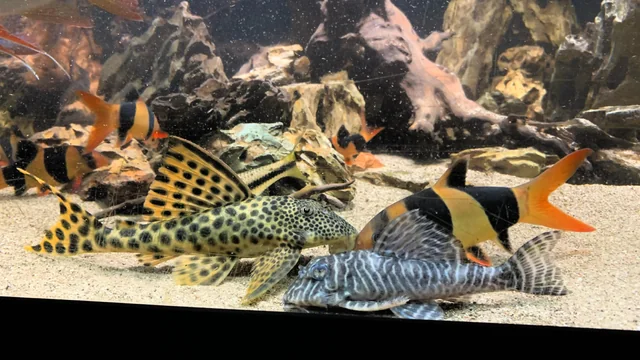 Tiger Barbs alongside an L333 and L75 pleco, both flaring aggressively, in a community tank 