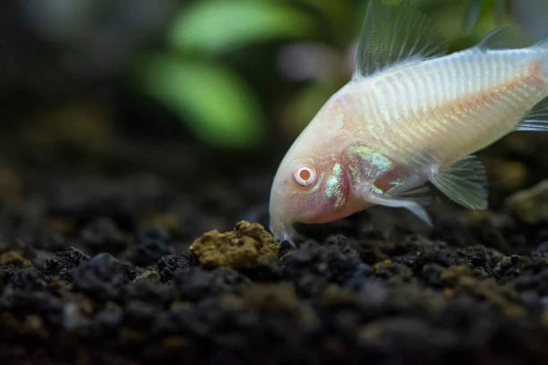 Soft substrate protects their barbels while feeding 