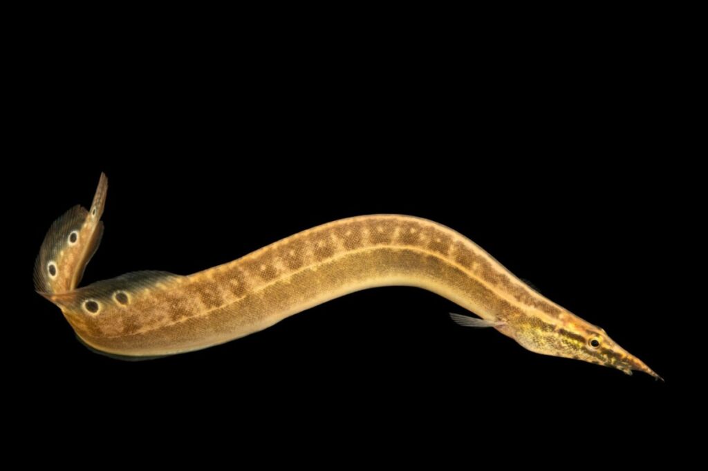 A peacock eel on a black background.