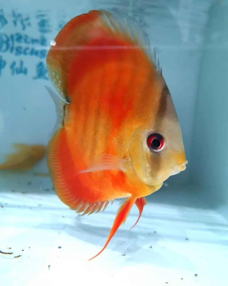 Pictured, A Red Melon Discus in a tank
