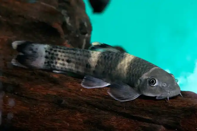 A Panda Garra with black-and-white bands laying on driftwood 
