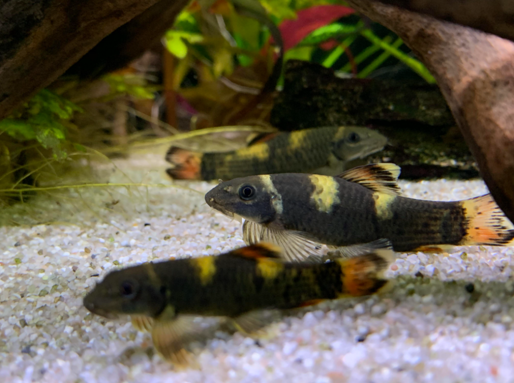 A small group of Panda Garra (Garra flavatra) in a well planted nano tank