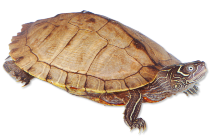 Happy & Healthy False Map Turtle