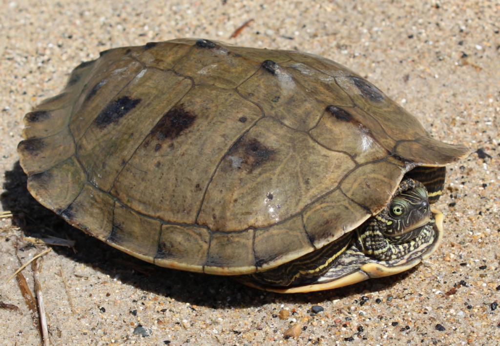 False Map Turtles have intricate yellow markings on their bodies