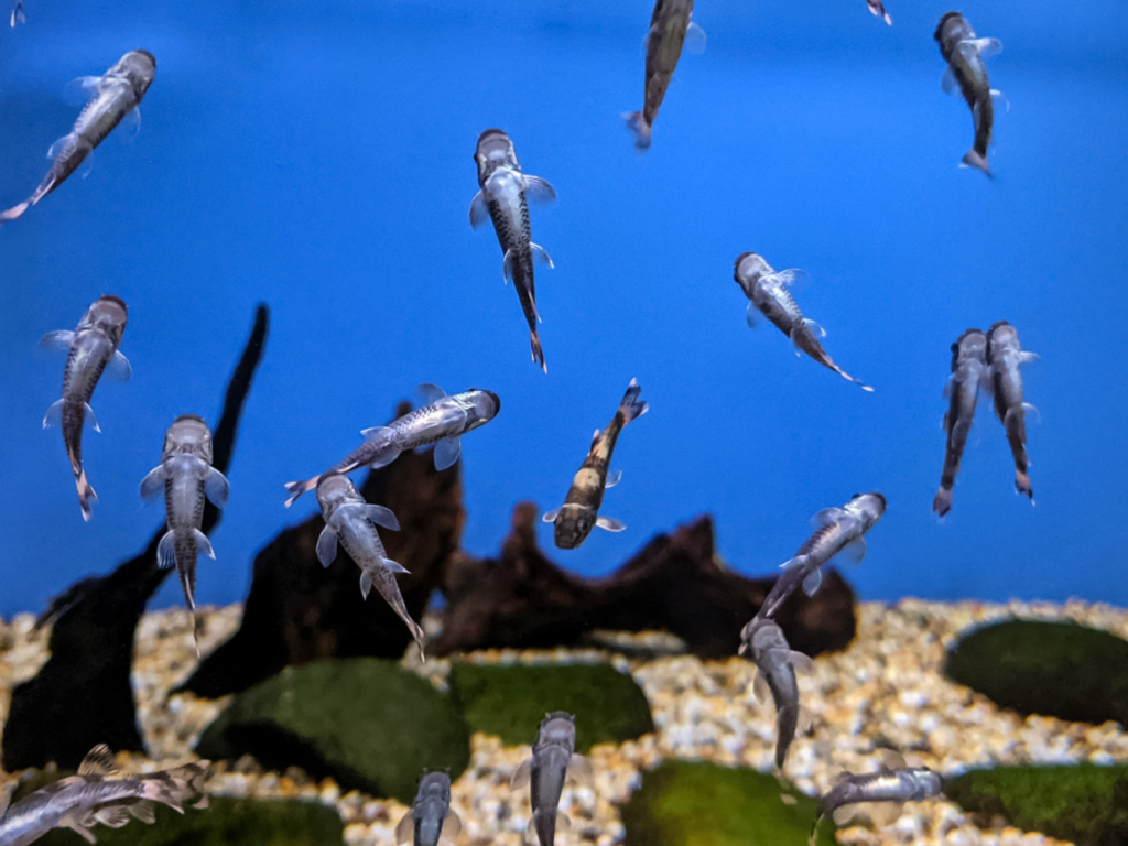 A breeding community tank of Panda Garra fish swimming 