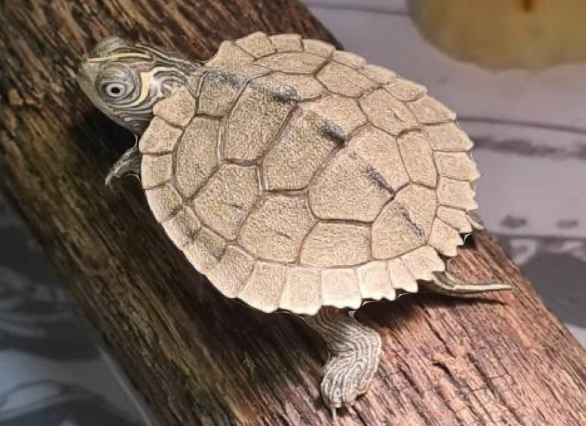A Map Turtle basking on a log of wood