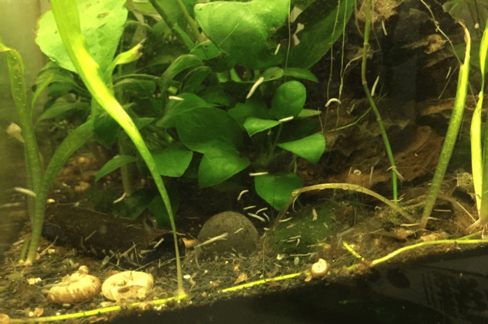 Planaria worm infestation