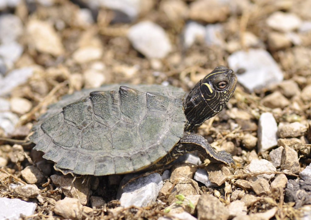 False Map Turtle Juvenile basking - Image By iowaherps