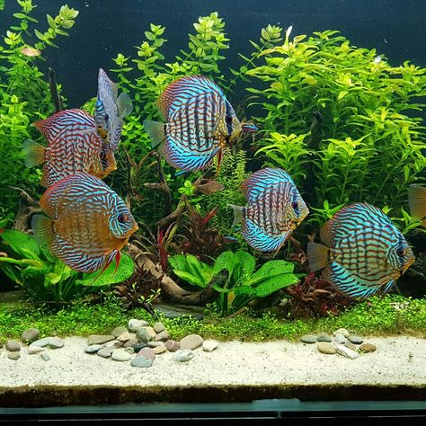 Pictured: Leopard Discus fishes swimming in a home tank