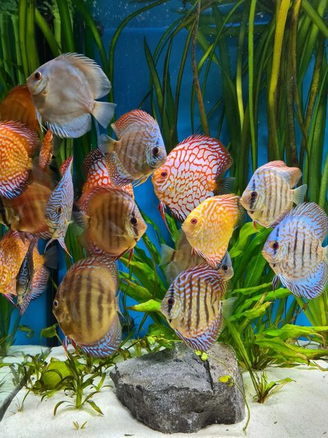 Pictured, A school of Leopard Discus fish swimming around