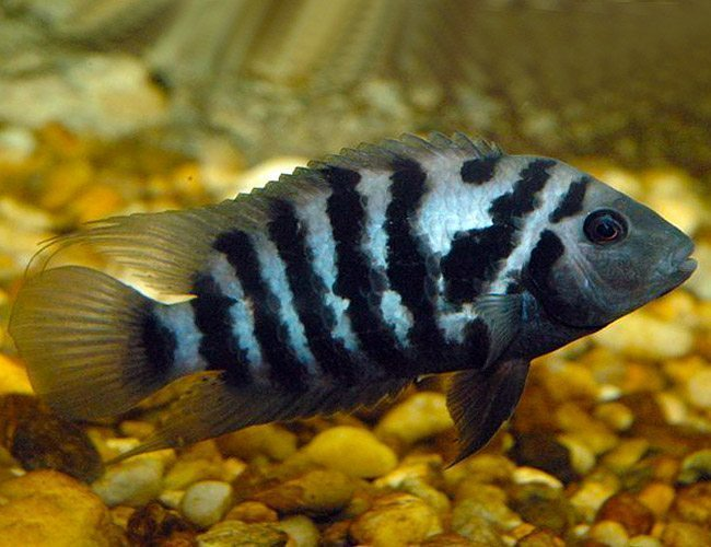 A Beautiful Convict Cichlid - But Are They Aggressive