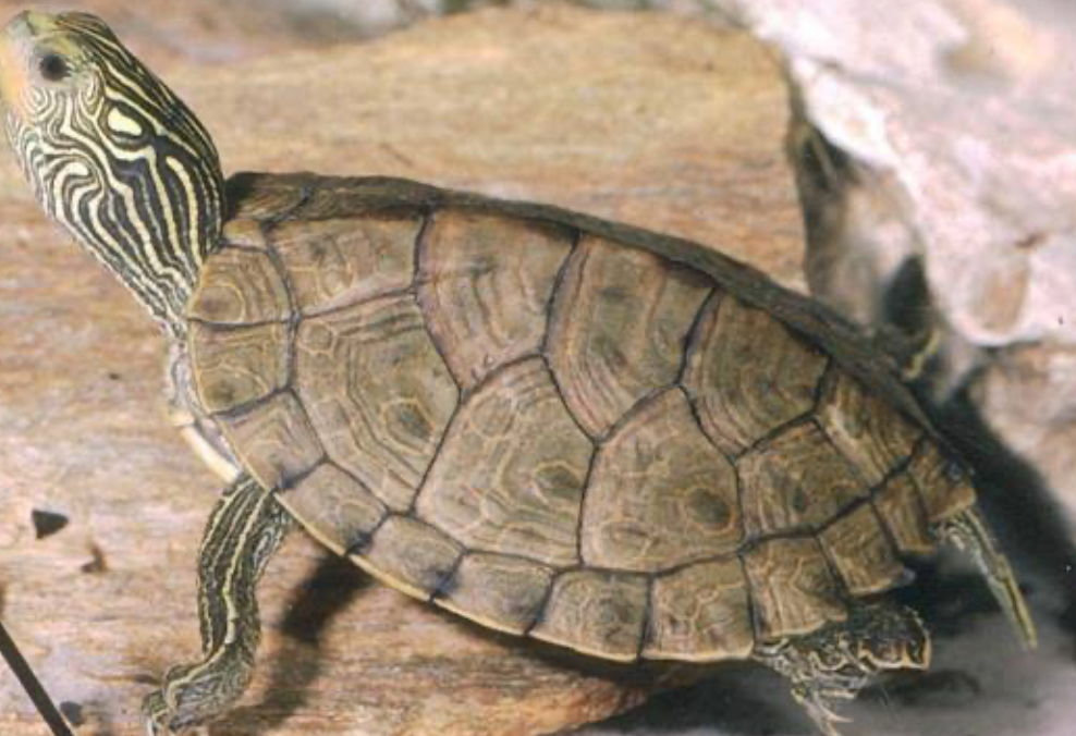 Northern Map Turtles have lighter yellow markings on their bodies