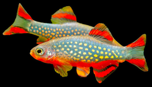 Beautiful Celestial Pearl Danio on black background.