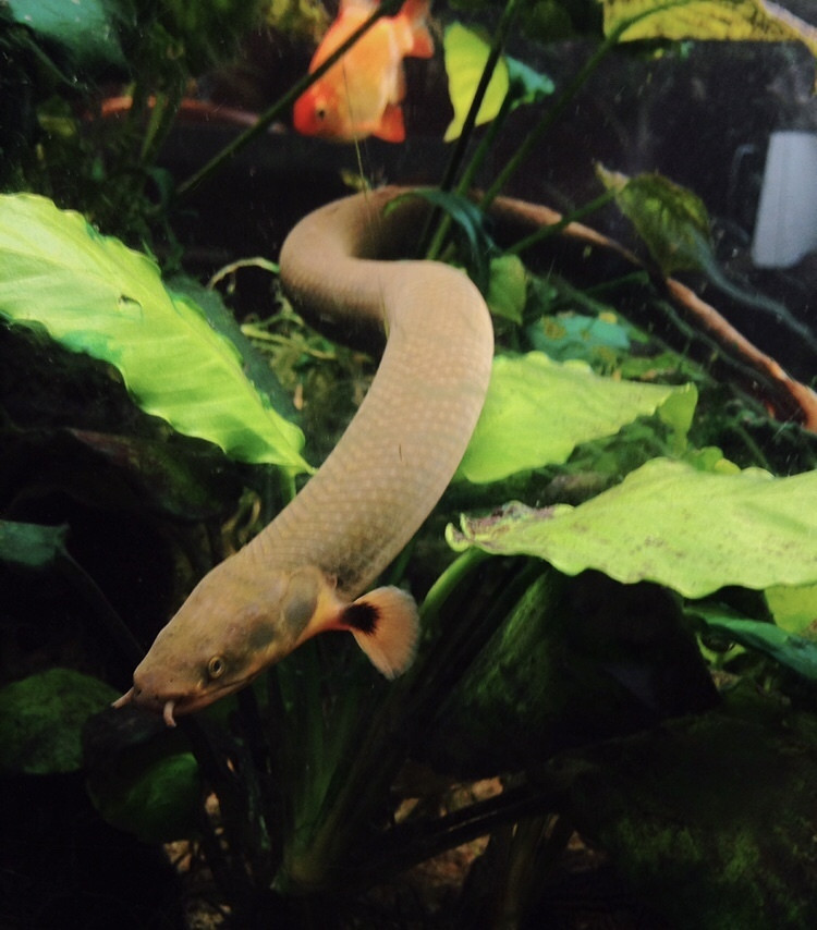 A rope fish swimming through plants.