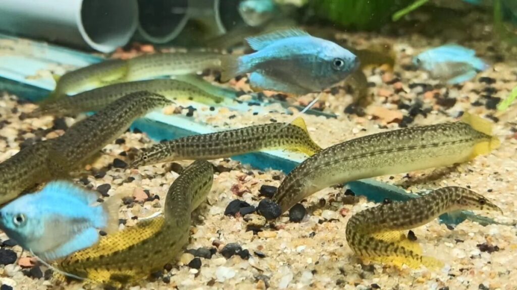 Yellowtail Eels in a community tank.