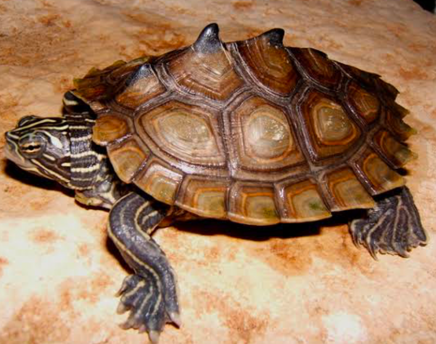 Black-Knobbed Map Turtles have raised keels with ridges on the center - Image by Animal Diversity