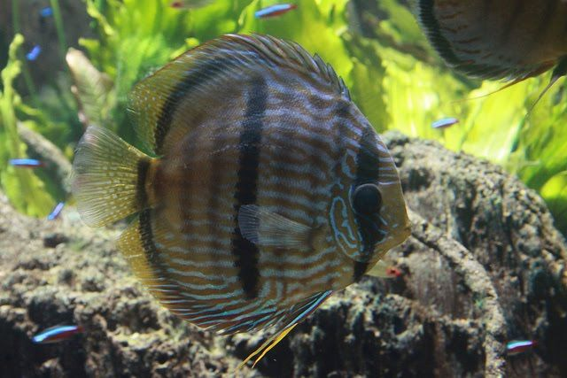 Pictured, A Heckel Discus fish in an aquarium