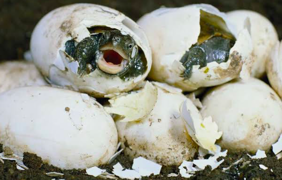 Turtles are egg layers who’ll hatch into hatchlings within 60 to 90 days