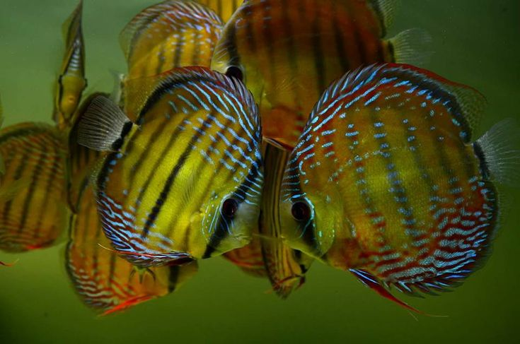 Pictured, A group of Heckel Discus swimming together