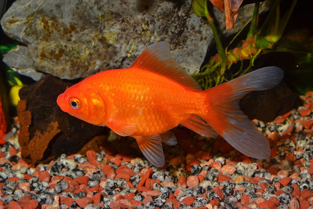 Complete Care Guide For Common Goldfish: Everything You Need To Know
