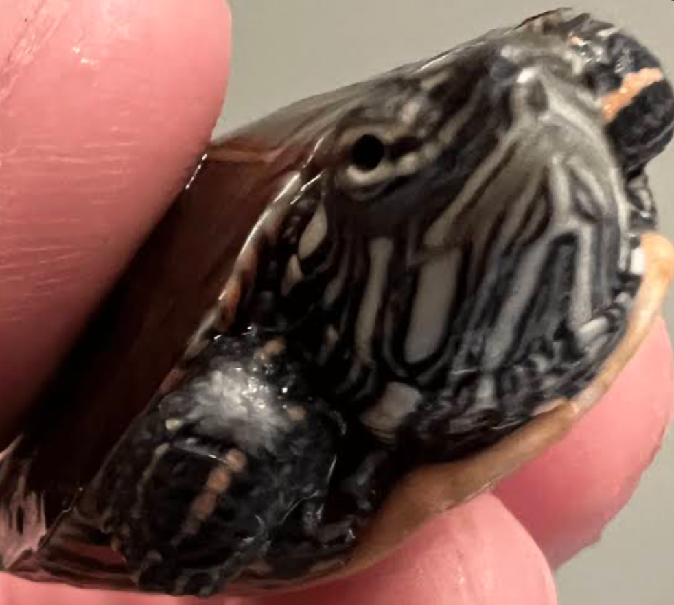 A turtle with a fungus infection on its skin