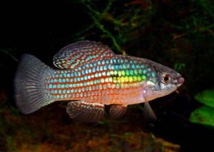 A male American Flagfish (Jordanella floridae)