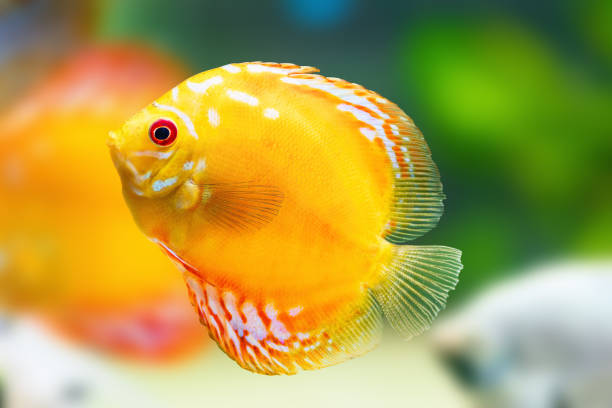 Pictured, A Golden Discus