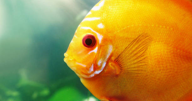 Pictured, Albino Golden Discus fish with bright red eyes.