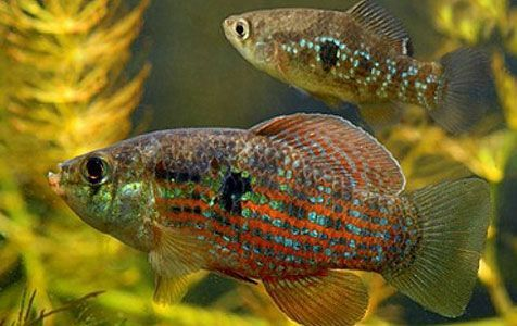 American Flagfish looking for a snack