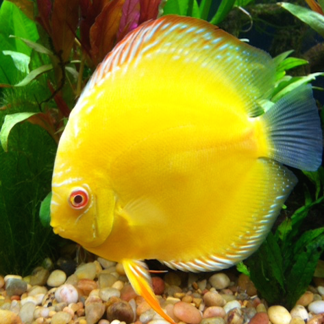 Pictured, Golden Albino Discus at the bottom of an aquarium