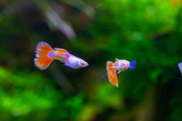 Guppies are compatible with Albino Corys
