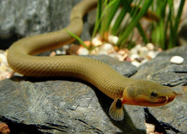 A ropefish resting on the large rocks at the bottom of its enclosure.