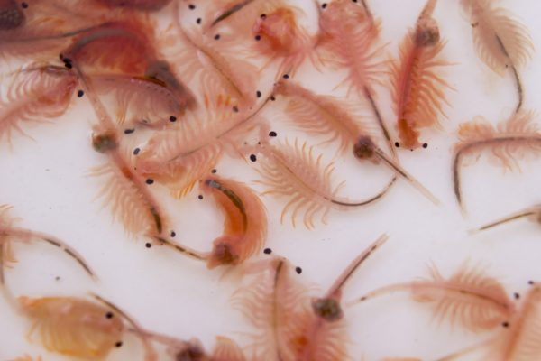Pictured, brine shrimp which are part of the Lamprologus Brevis’s recommended diet