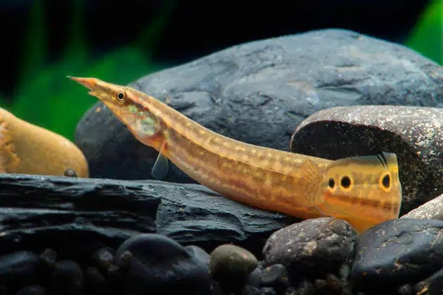 A well aquascaped tank enclosing with a Peacock Eel resting on a few rocks.