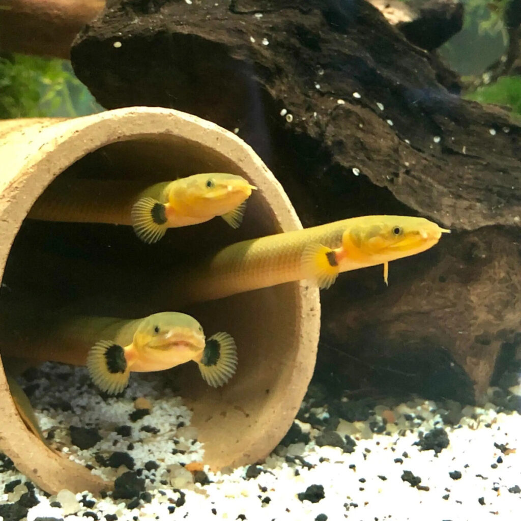 Three ropefish sheltering together in a terracotta pot turned cave in a well aquascaped tank.