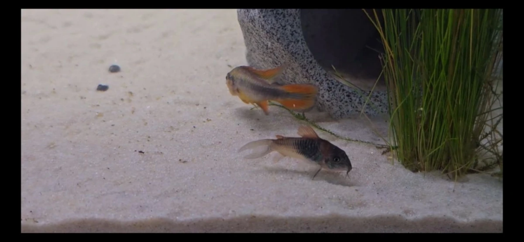 Fine white sand used to create a suitable substrate