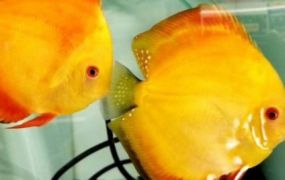 Pictured, A Golden Sunrise Discus with gradient scales