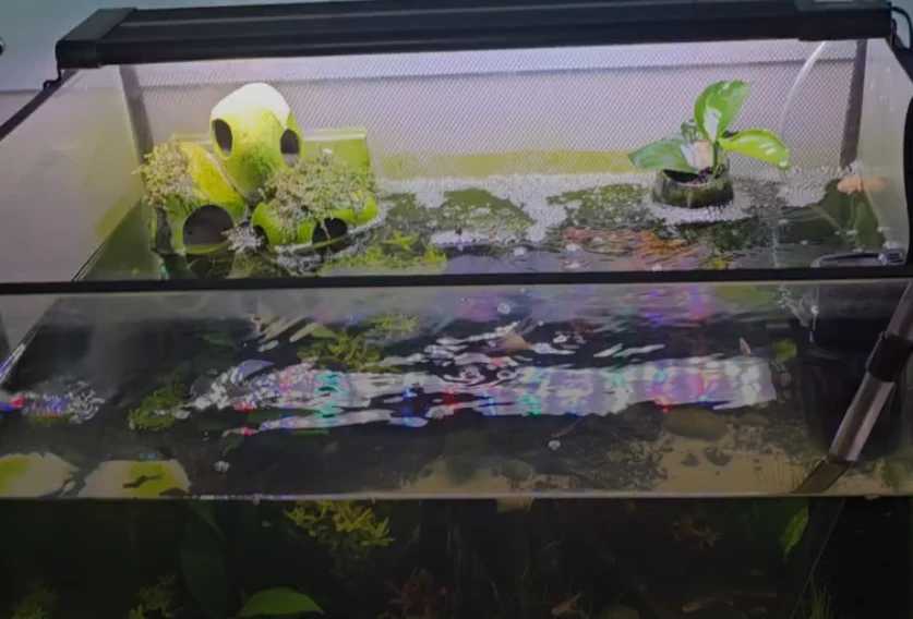 Floating Anubis Plant and Rock Caves Structure During A Water Change