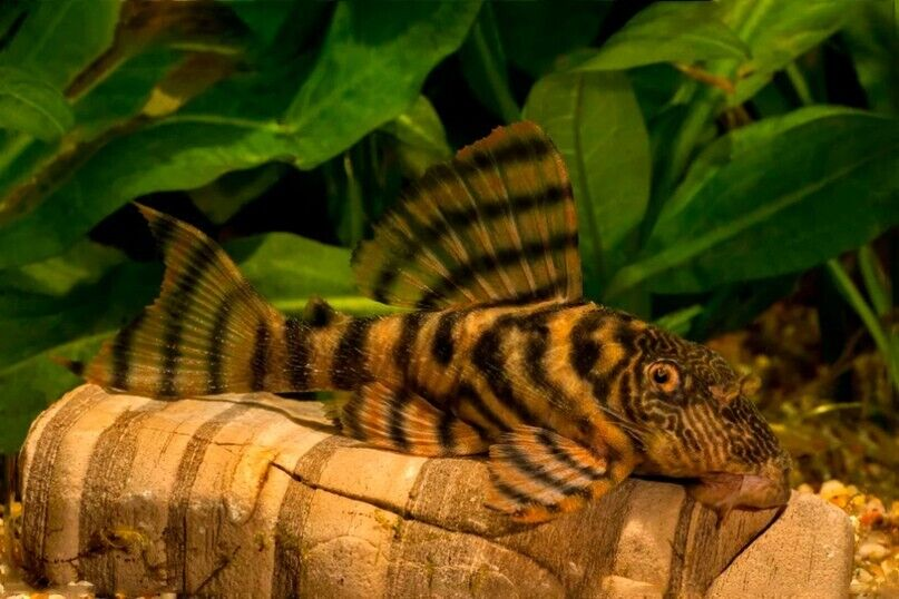 A Alenquer Tiger Pleco resting at the bottom of its planted nano tank