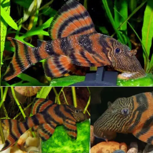 Alenquer Tiger Plecos have striped scales with varying patterns 