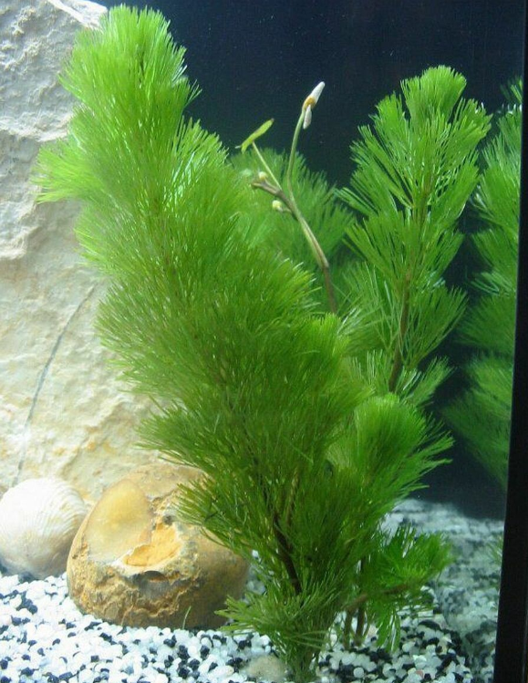 Pictured, Cabomba leaf for aquariums