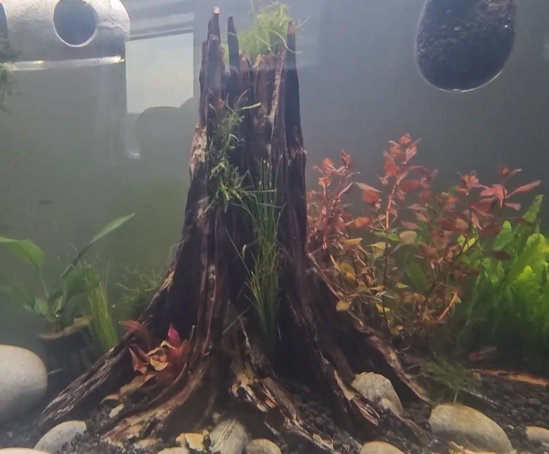 My Tank's Centerpiece Driftwood Tree Stump