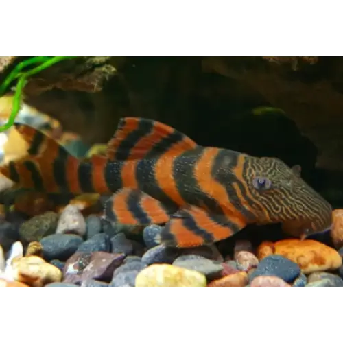Use smooth rocky substrate for your Tiger Pleco tank 