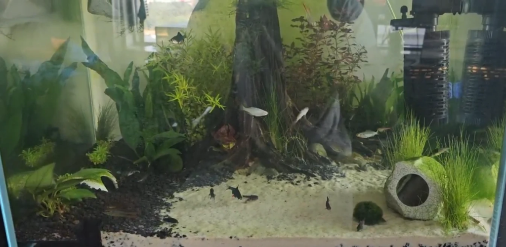 My tank after its successful fish-in Nitrate cycle, all inhabitants happy and well