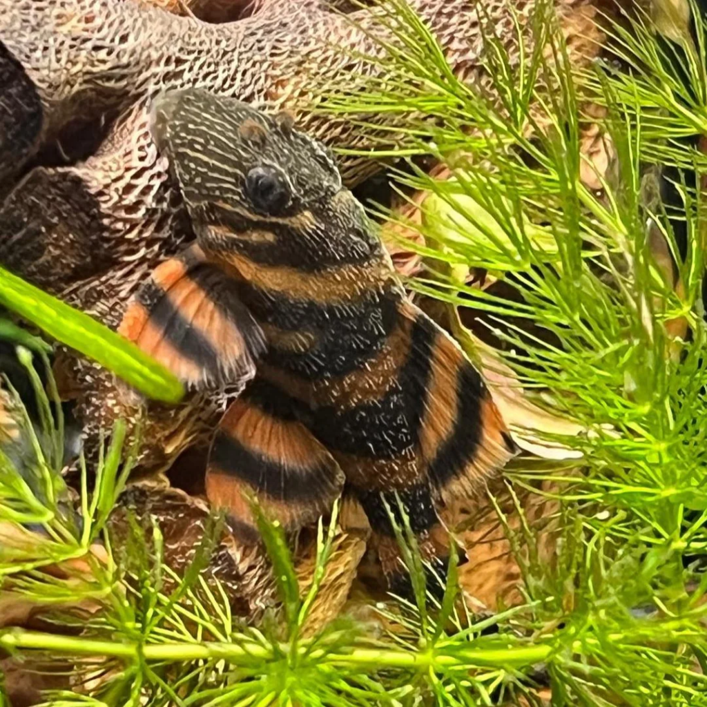 Alenquer Tiger Pleco in a community tank