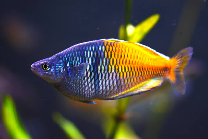 Pictured, is a stunning Boesemani Rainbowfish flaunting its asymmetrical scales