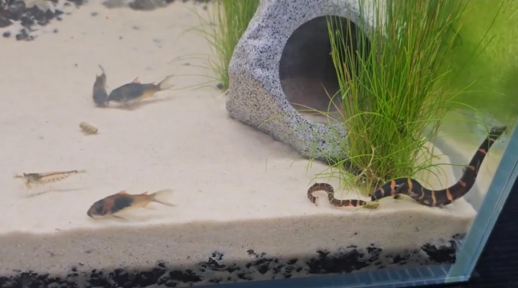 Kuhli Loaches eating alongside their Cory and shrimp tankmates